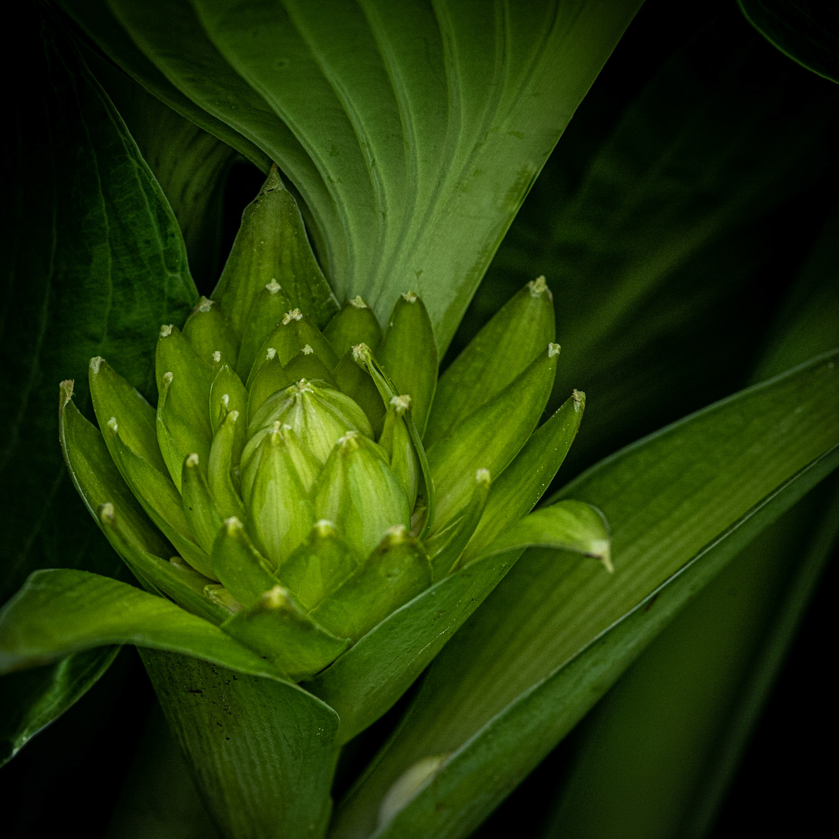 Hosta Bud, Wauwatosa WI June 2021