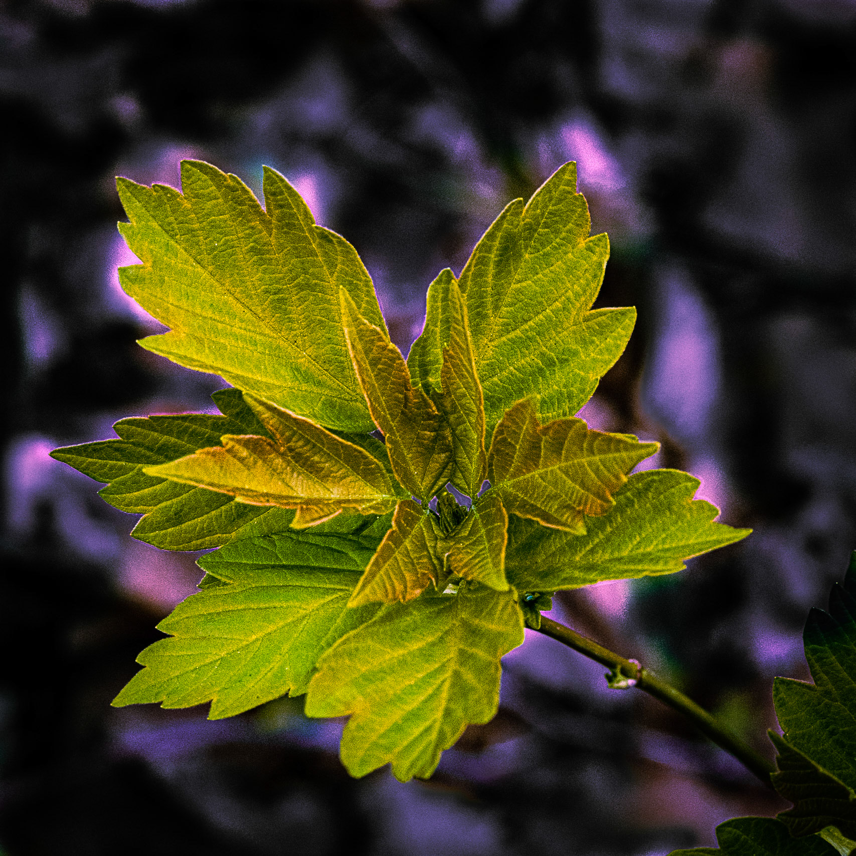 Hawthorn Glen, Milwaukee WI, April 2021