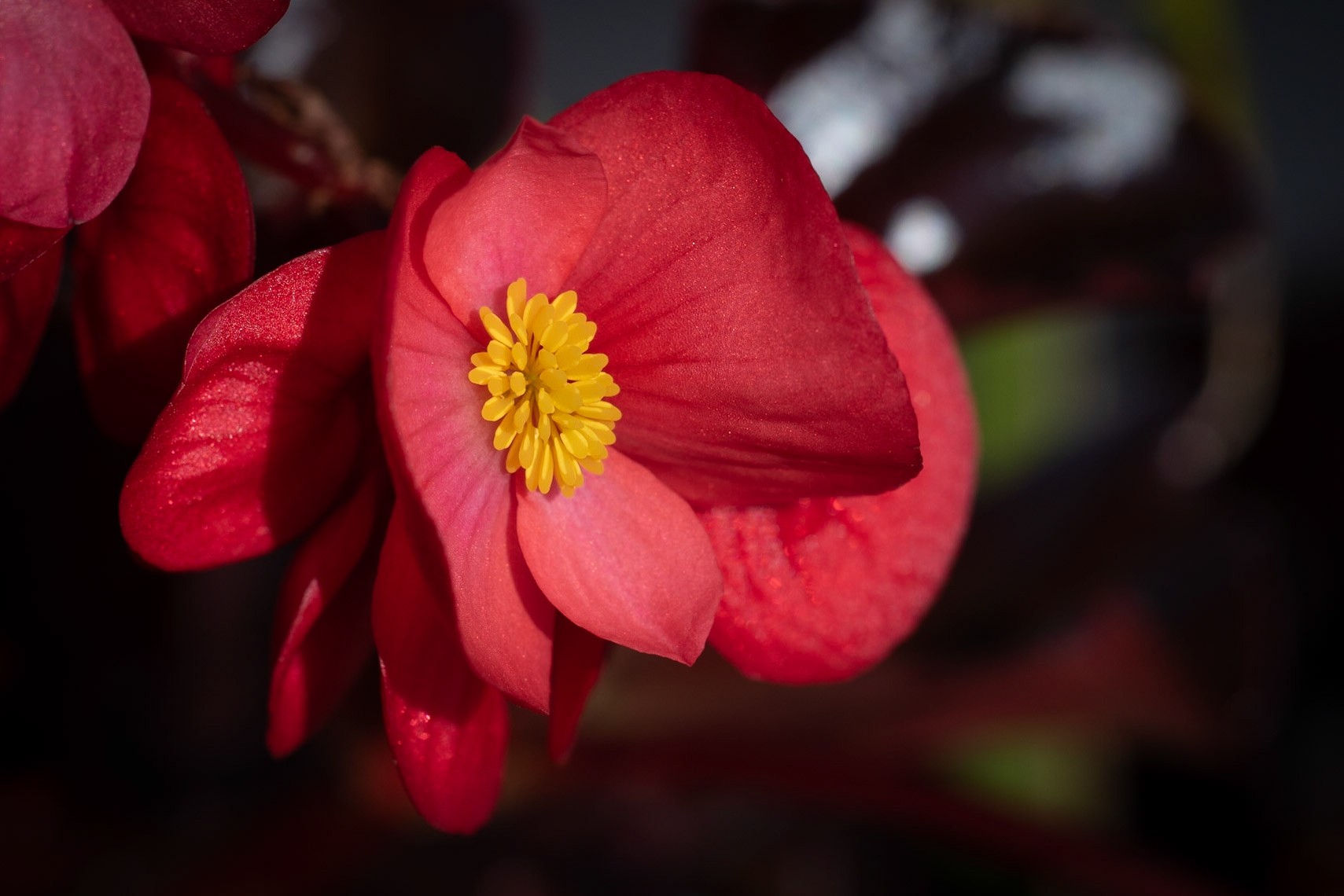Street Flower, Wauwatosa WI  May 2021