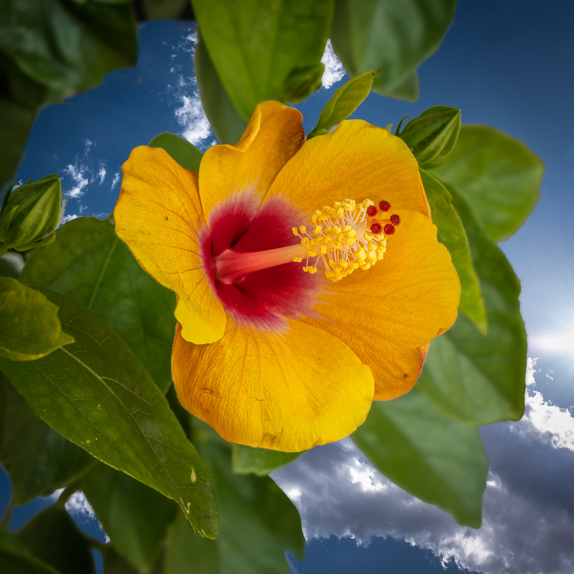 Street Flower, Cedarburg WI. June 2020