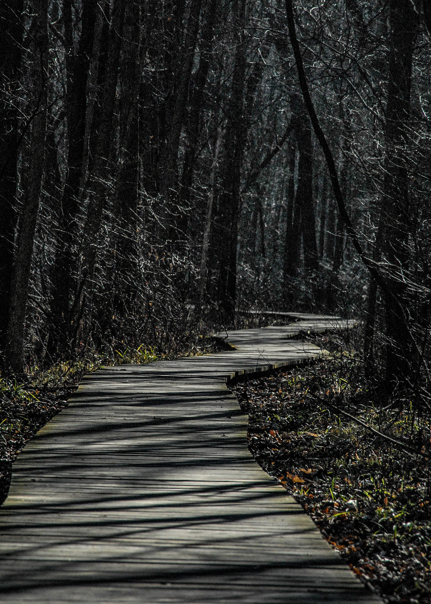 Trail - Indiana Dunes SP   November 2006