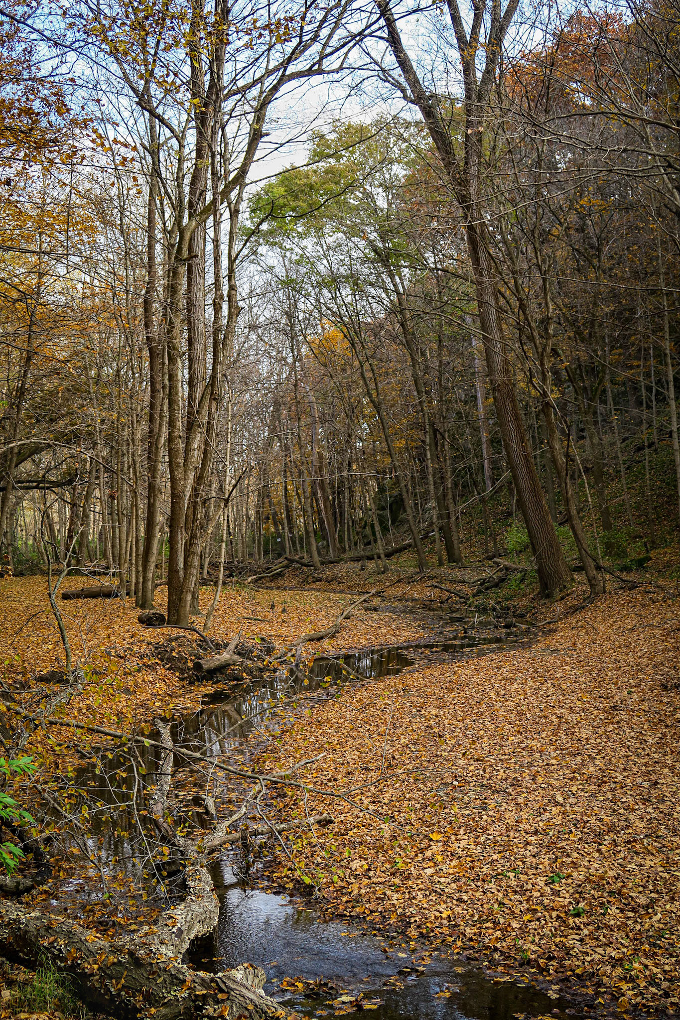 Illinois Canyon - Starved Rock SP