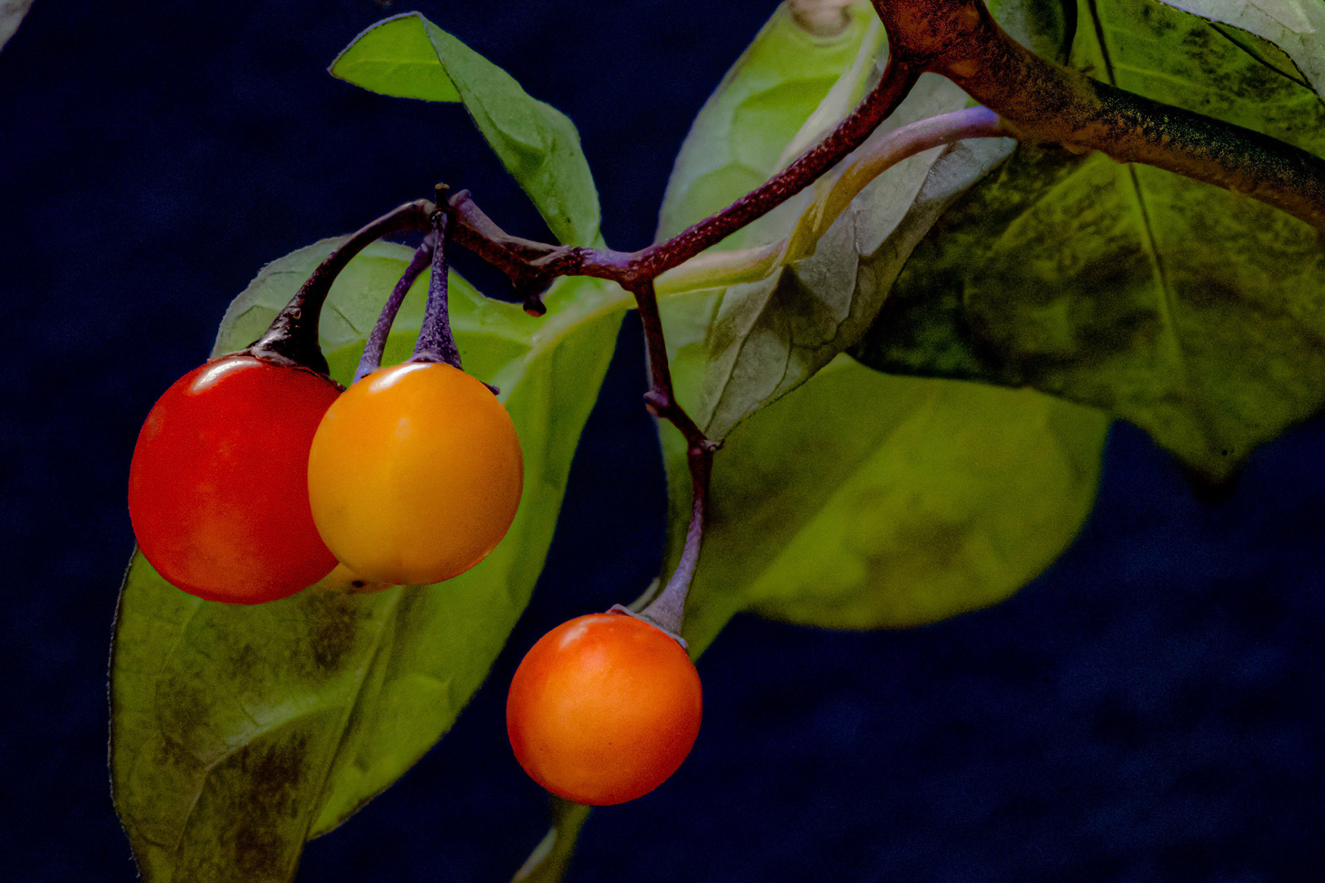 Fall Berries in  my back yard - Wauwatosa WI, September 2020