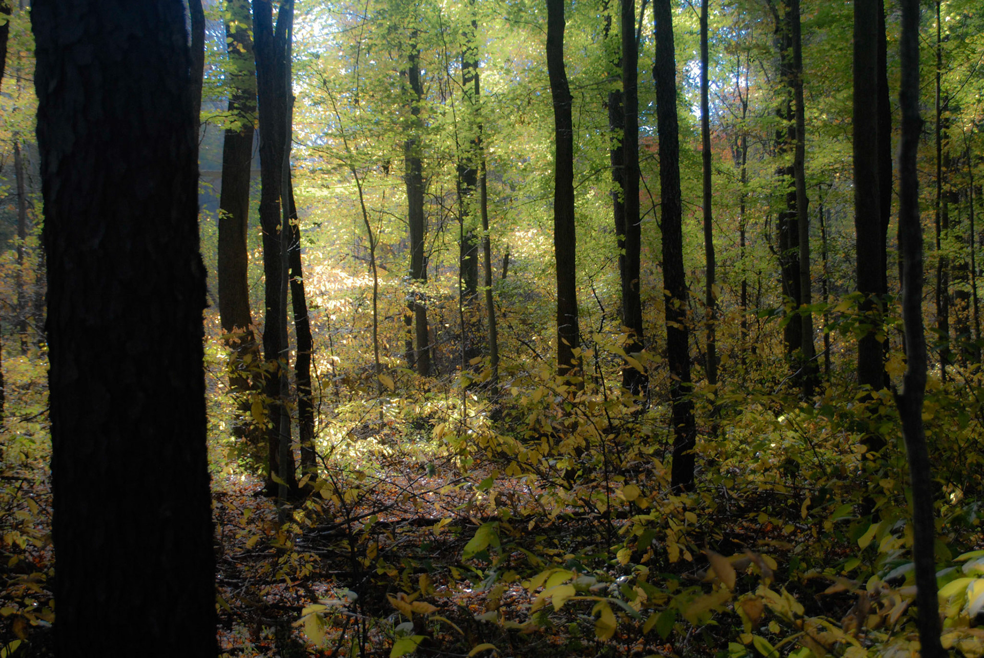 Off Trail - Indiana Dunes SP, October 2007
