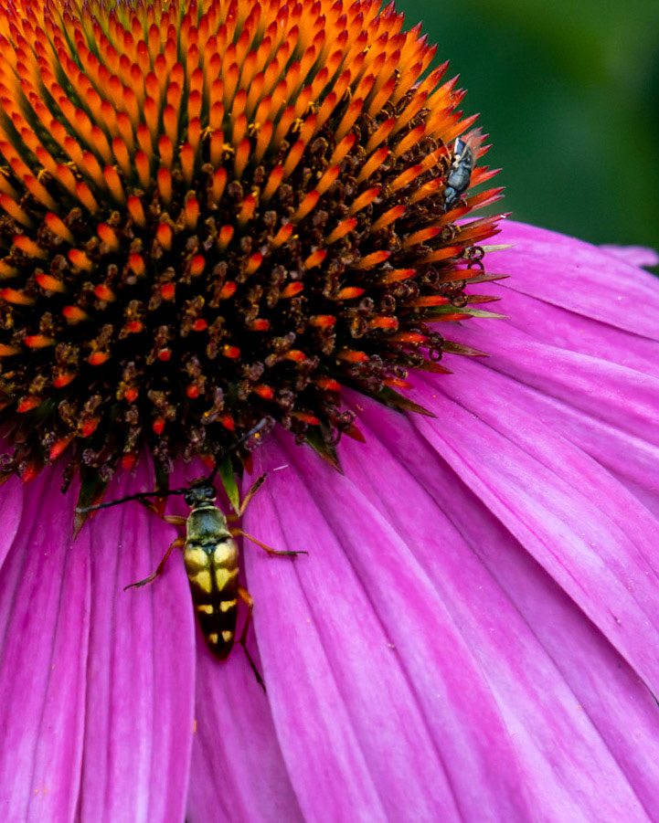 Hawthorn Glenn Nature Center - Milwaukee WI 2021