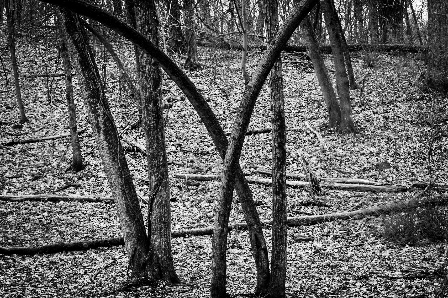 Lapham Peak SP, WI  April 2021