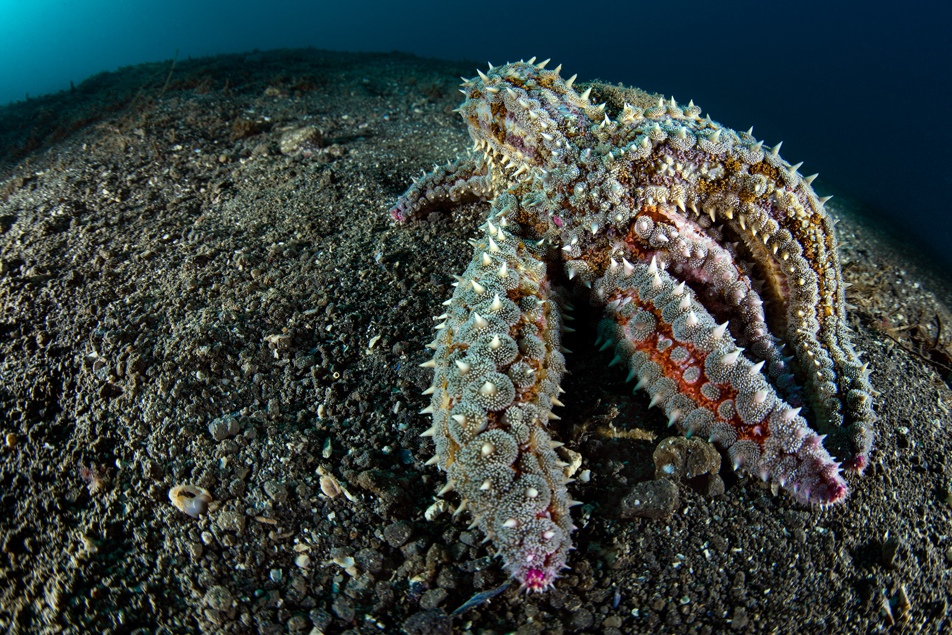 Marthasterias glacialis