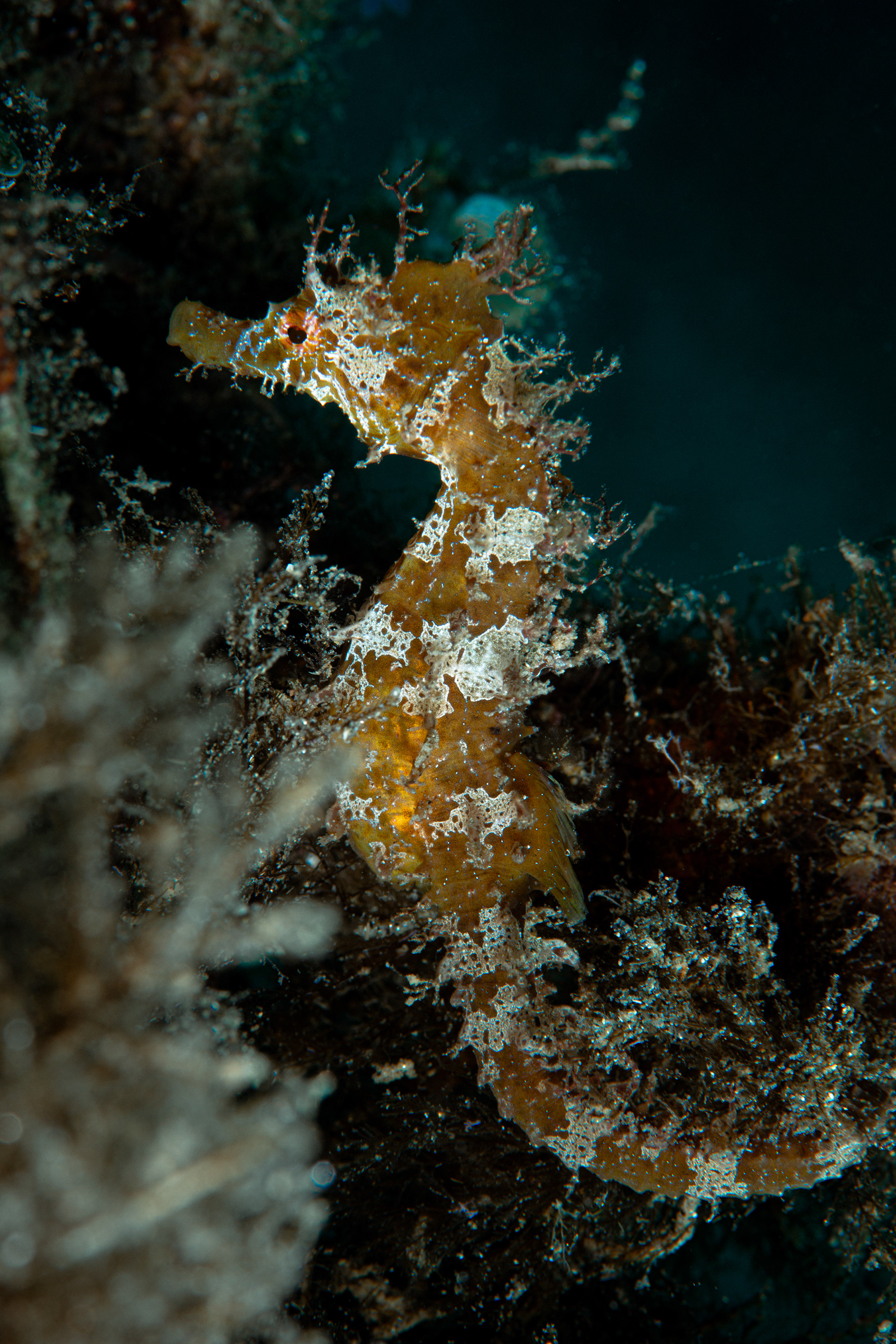 Hippocampus guttulatus
