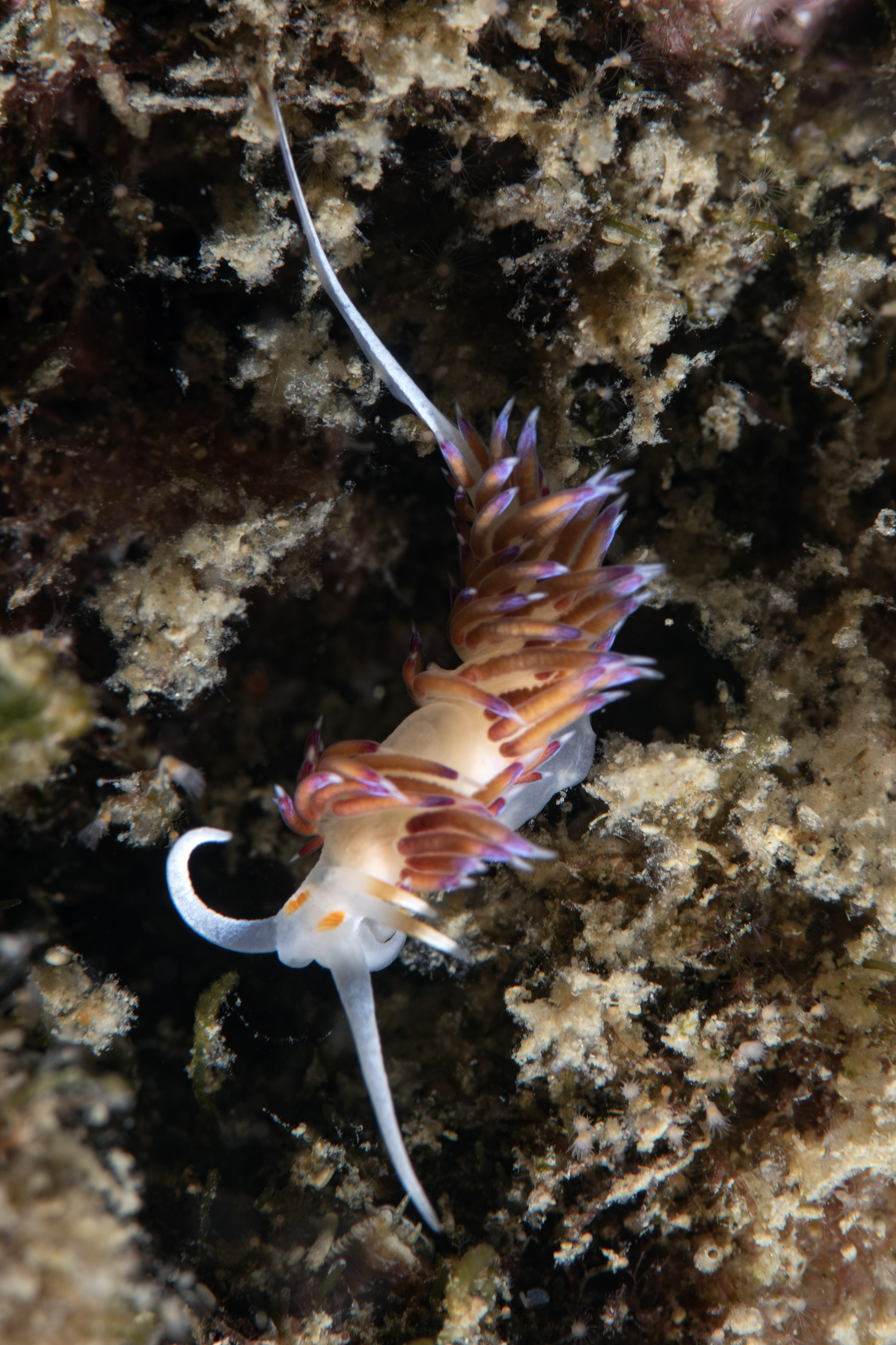Cratena peregrina