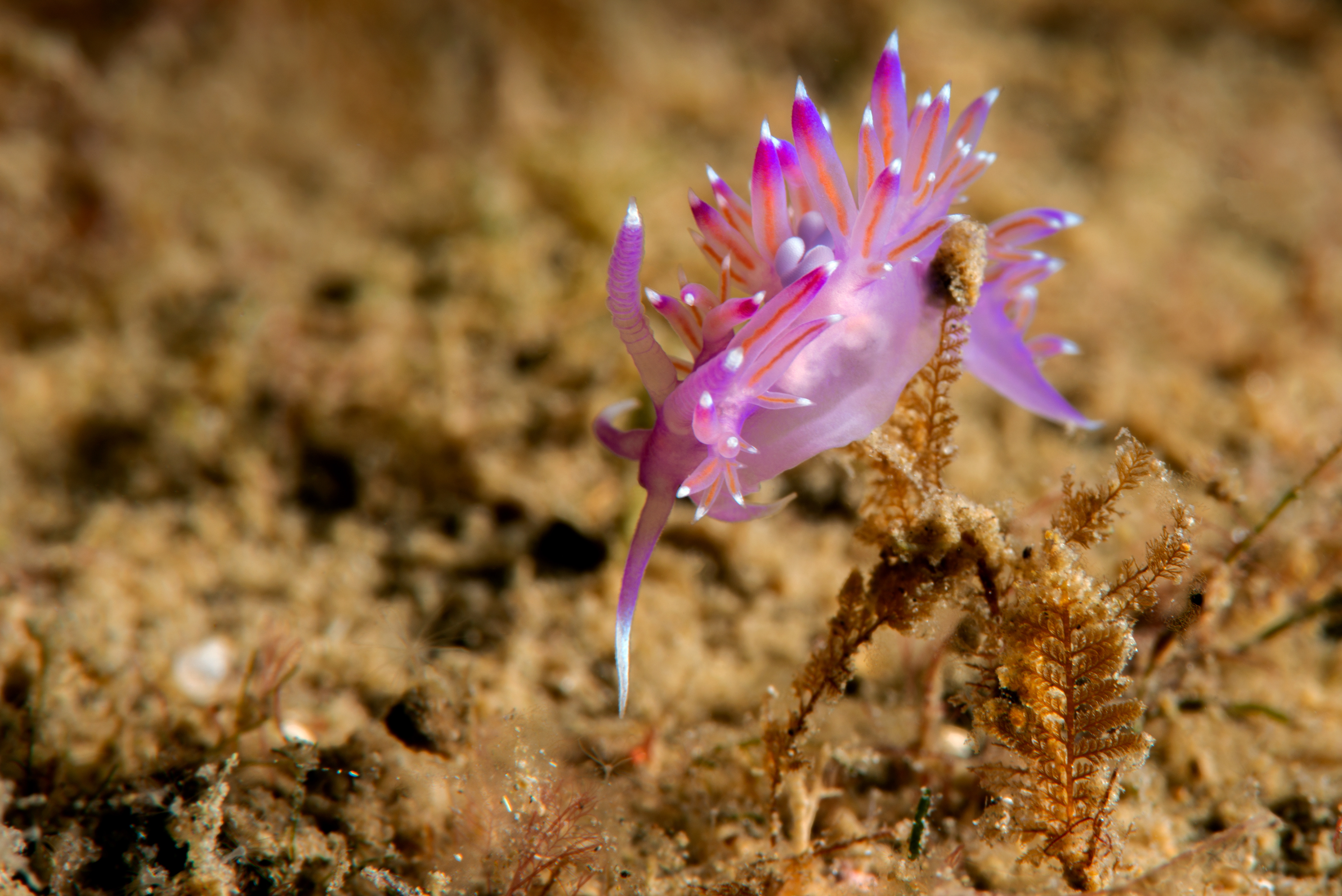 Flabellina affinis