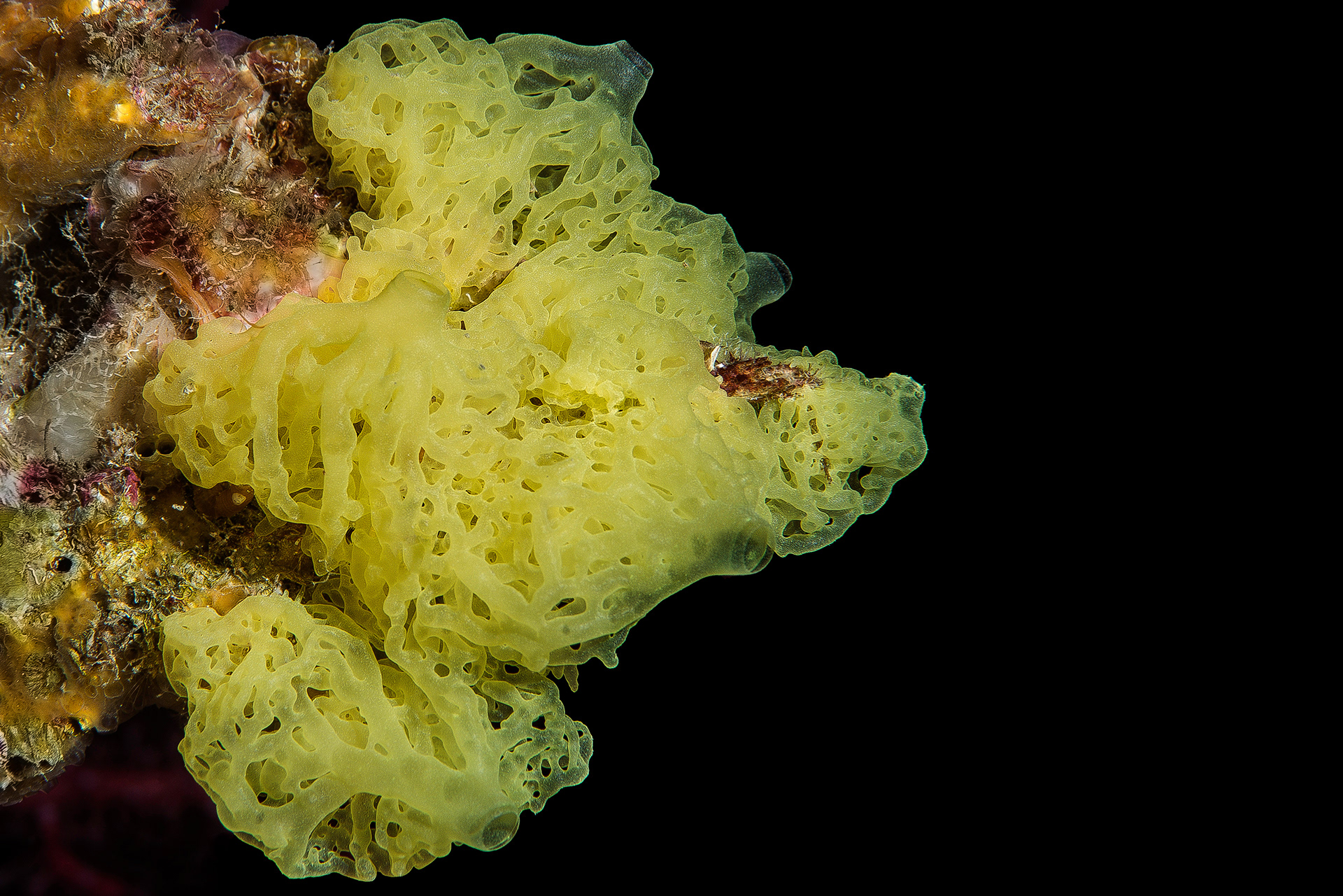 Clathrina clathrus