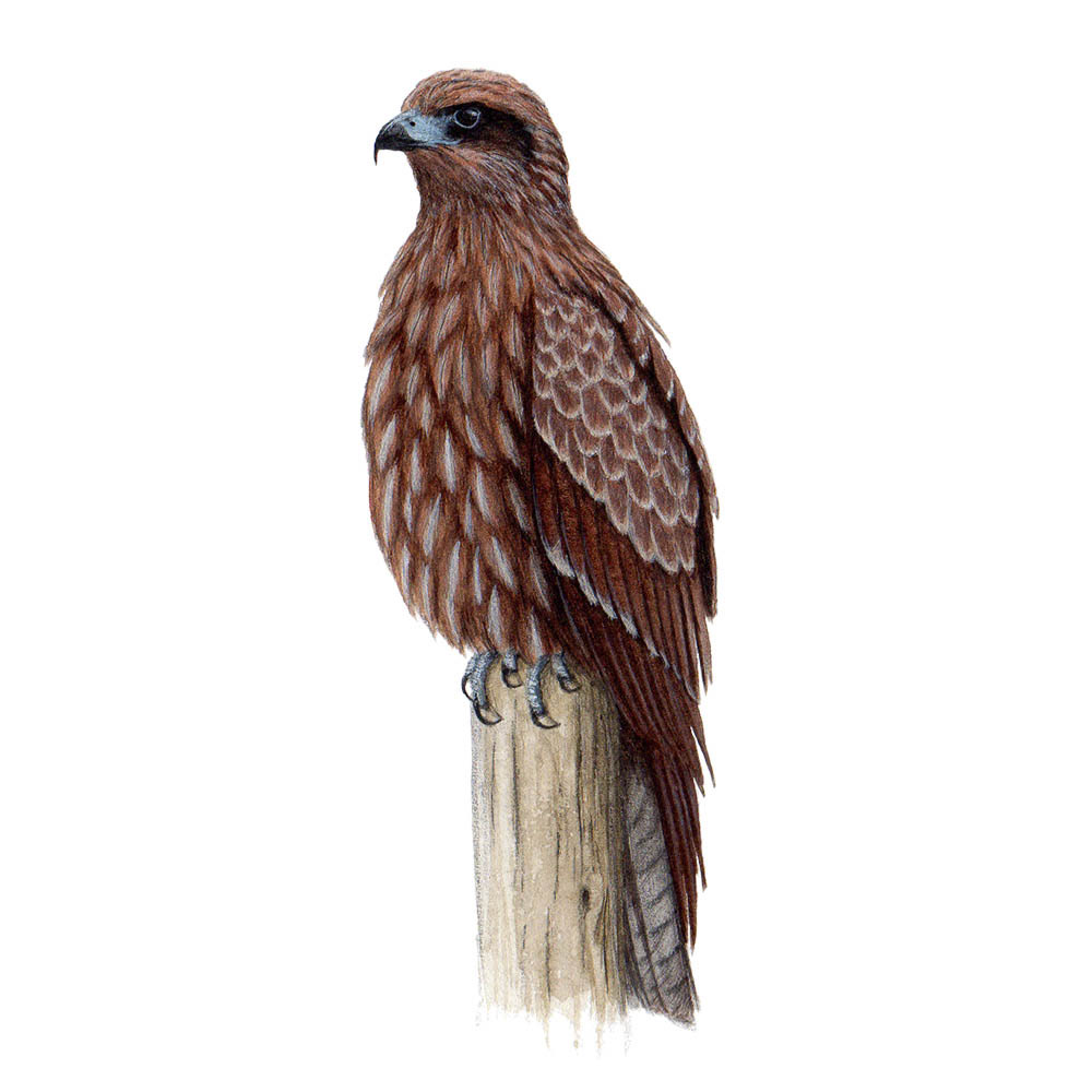 トビ - Black Kite