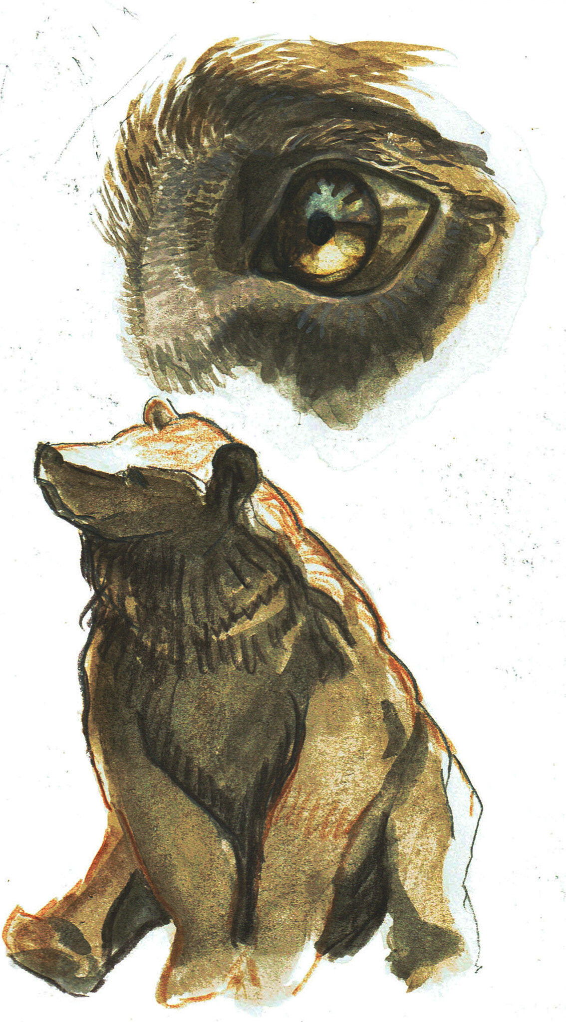 grizzly bear, watercolour