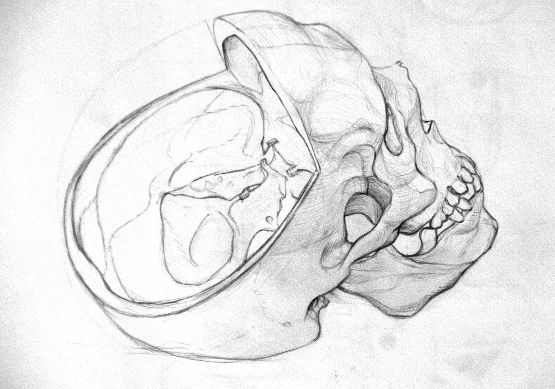 Study of a human skull