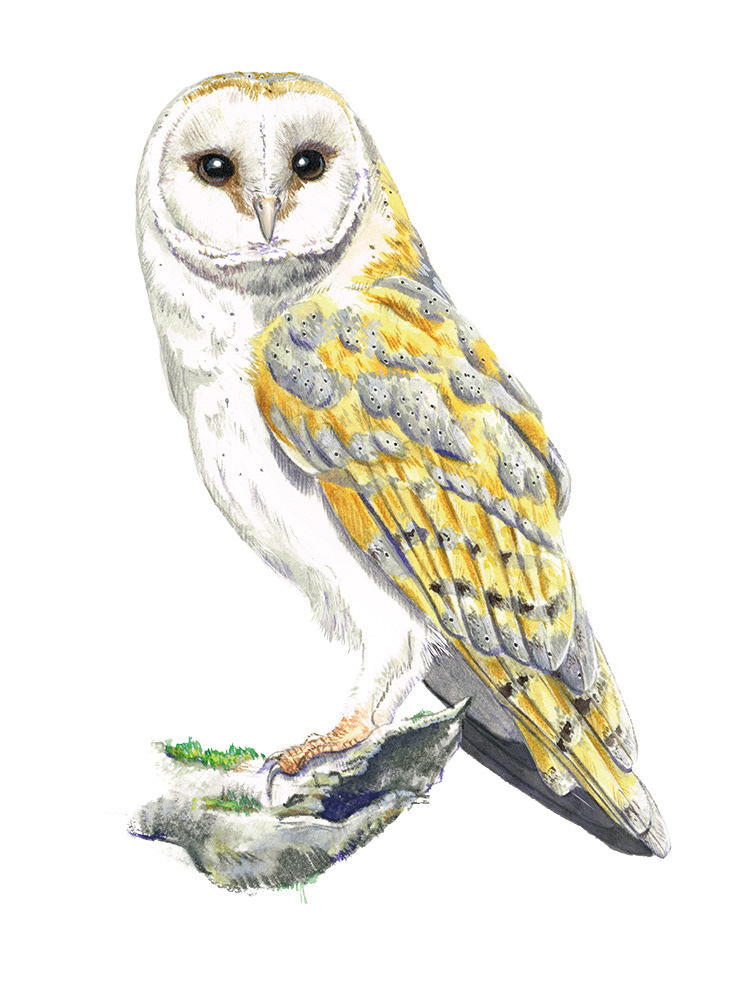 Barn owl