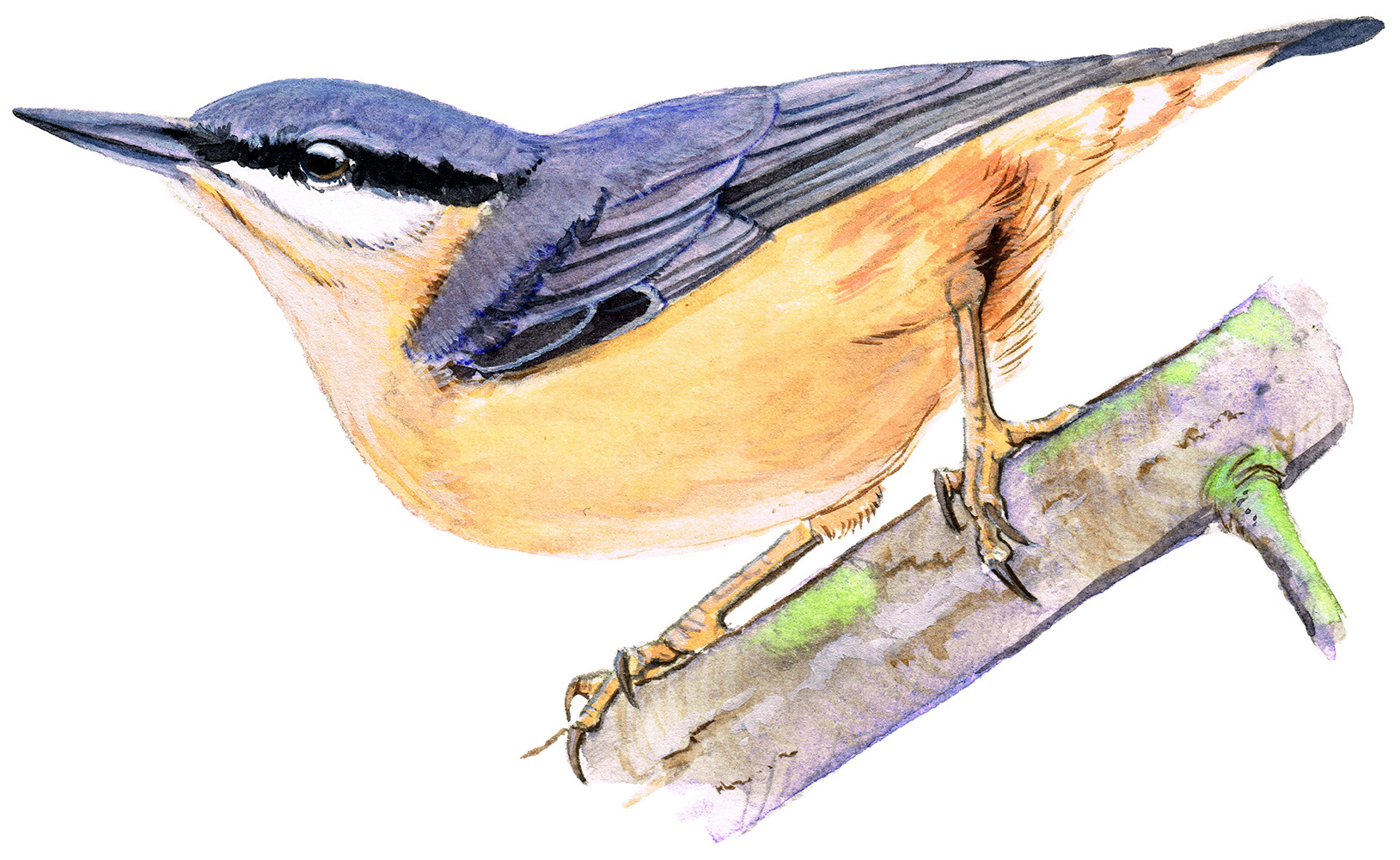 Nuthatch