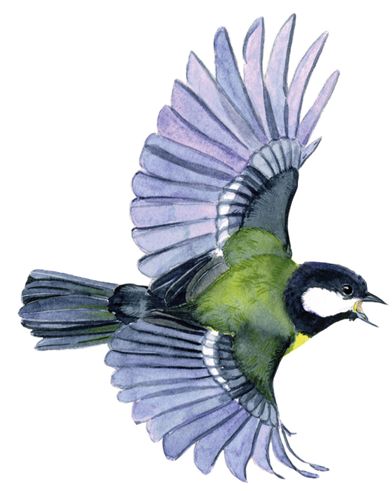Great tit