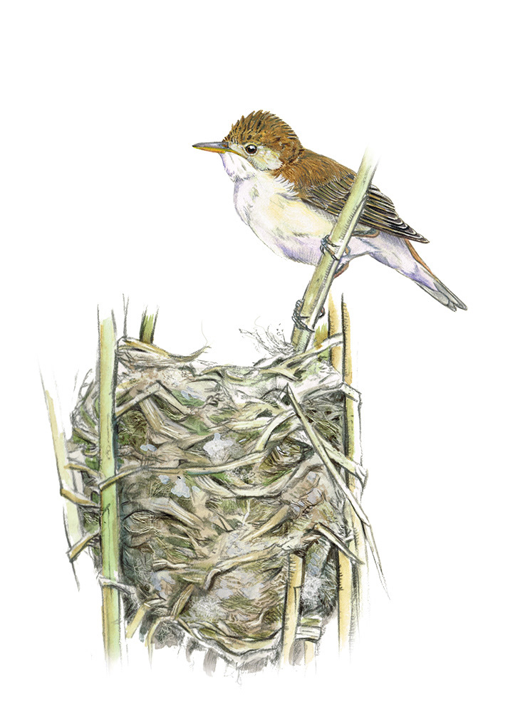 Reed warbler