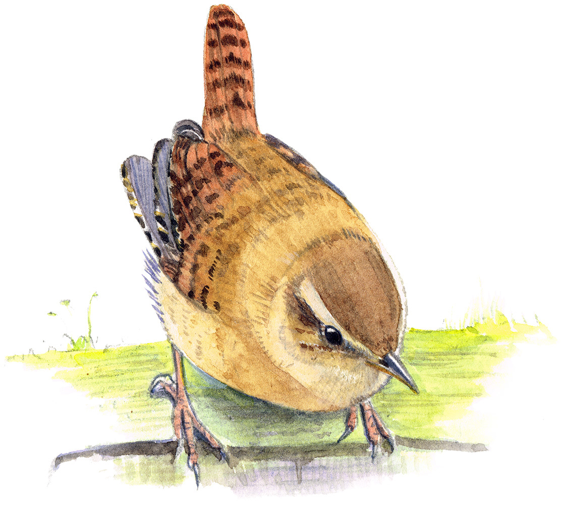 Wren