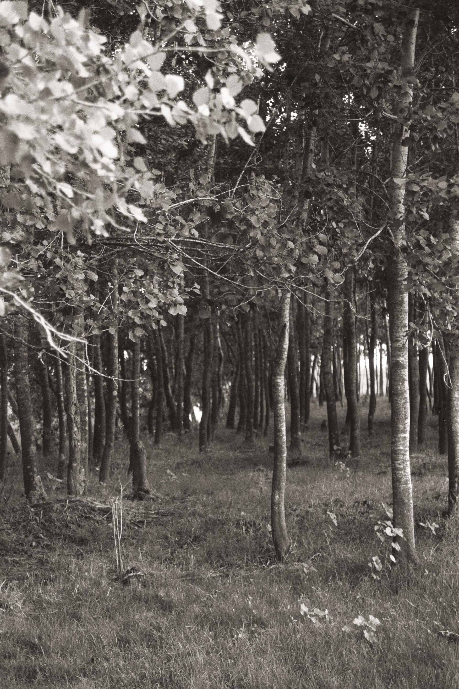 Ilford FP4 Plus - Buenos Aires, Argentina