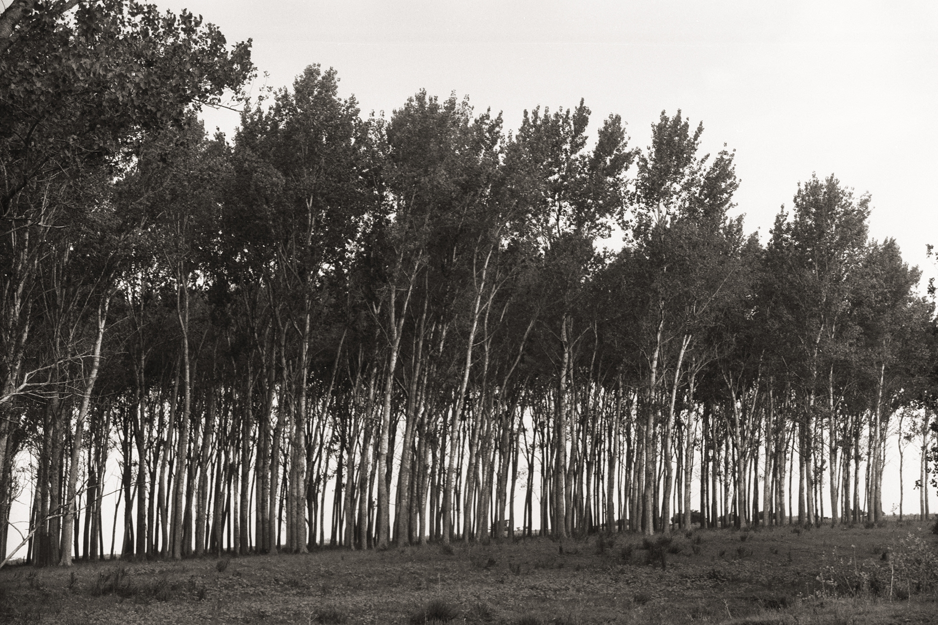 Ilford FP4 Plus - Buenos Aires, Argentina