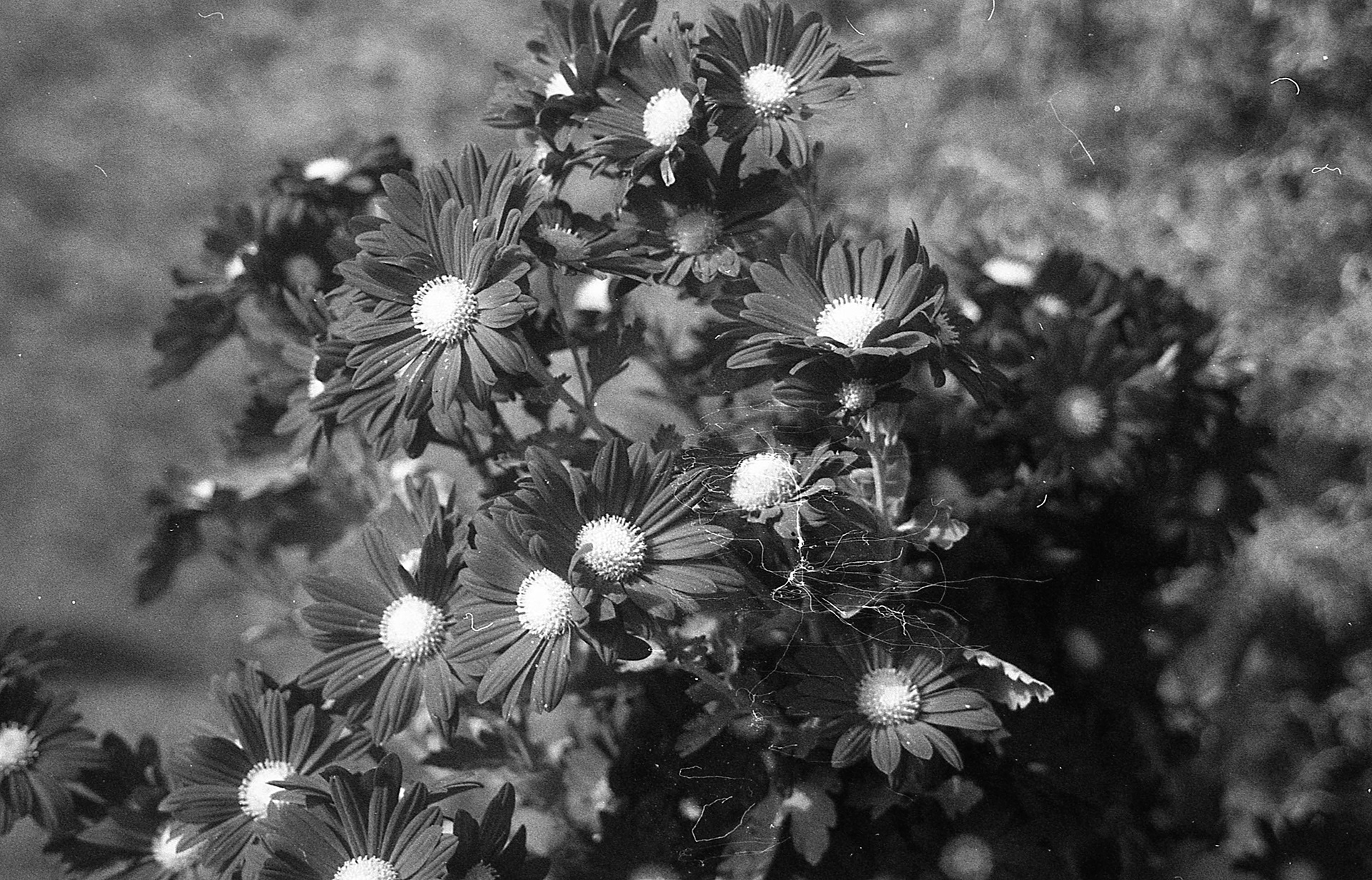 Ilford Delta 400 - Buenos Aires, Argentina