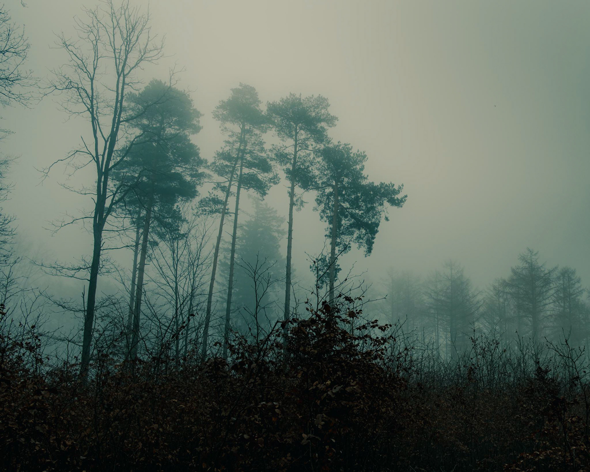Misty landscape at the edge of the forest