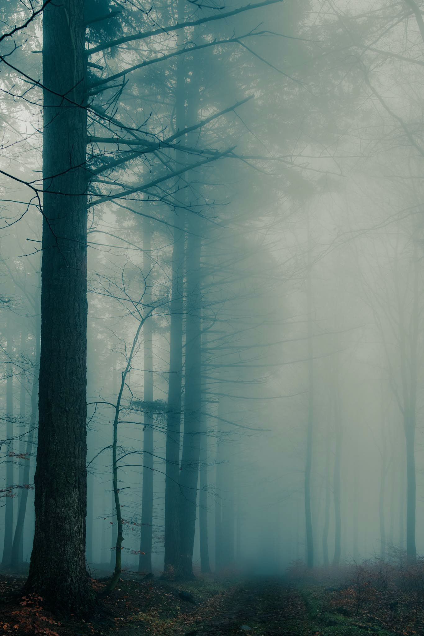 A dark path deep into the misty forest