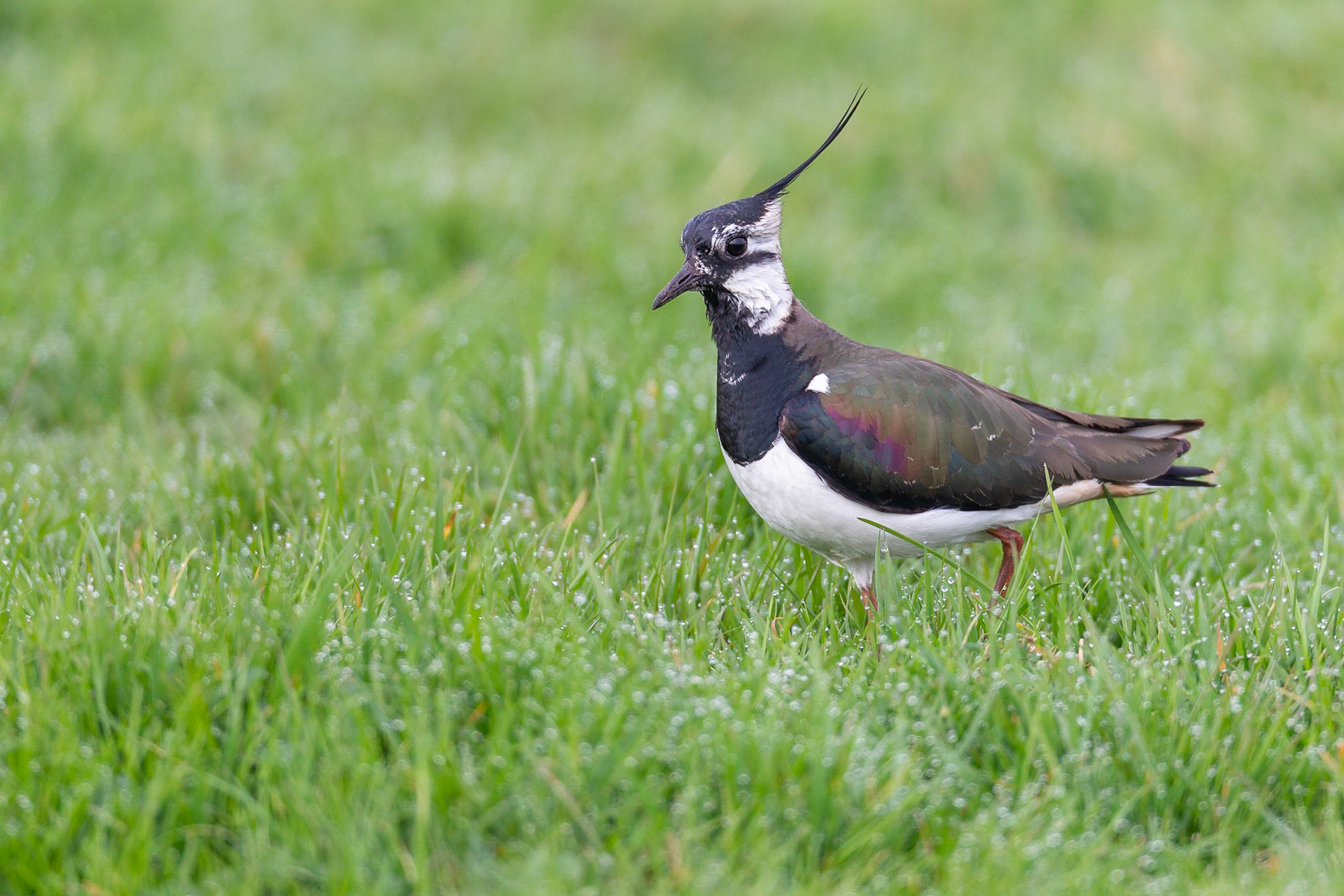 Koen Frantzen | Nature Photography - Kievit / Northern Lapwing ...