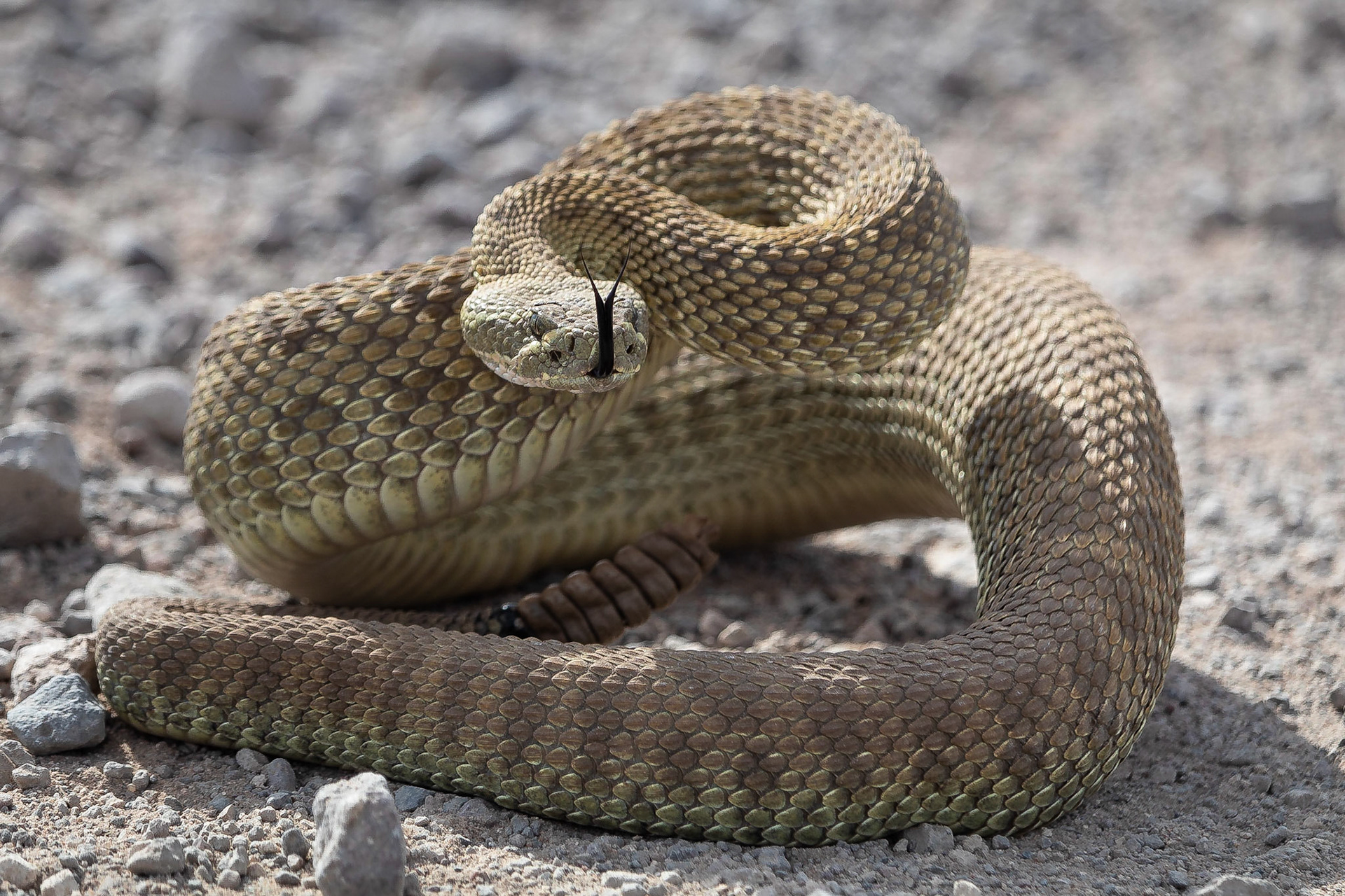 Koen Frantzen | Nature Photography - Western rattlesnake (Crotalus viridis)