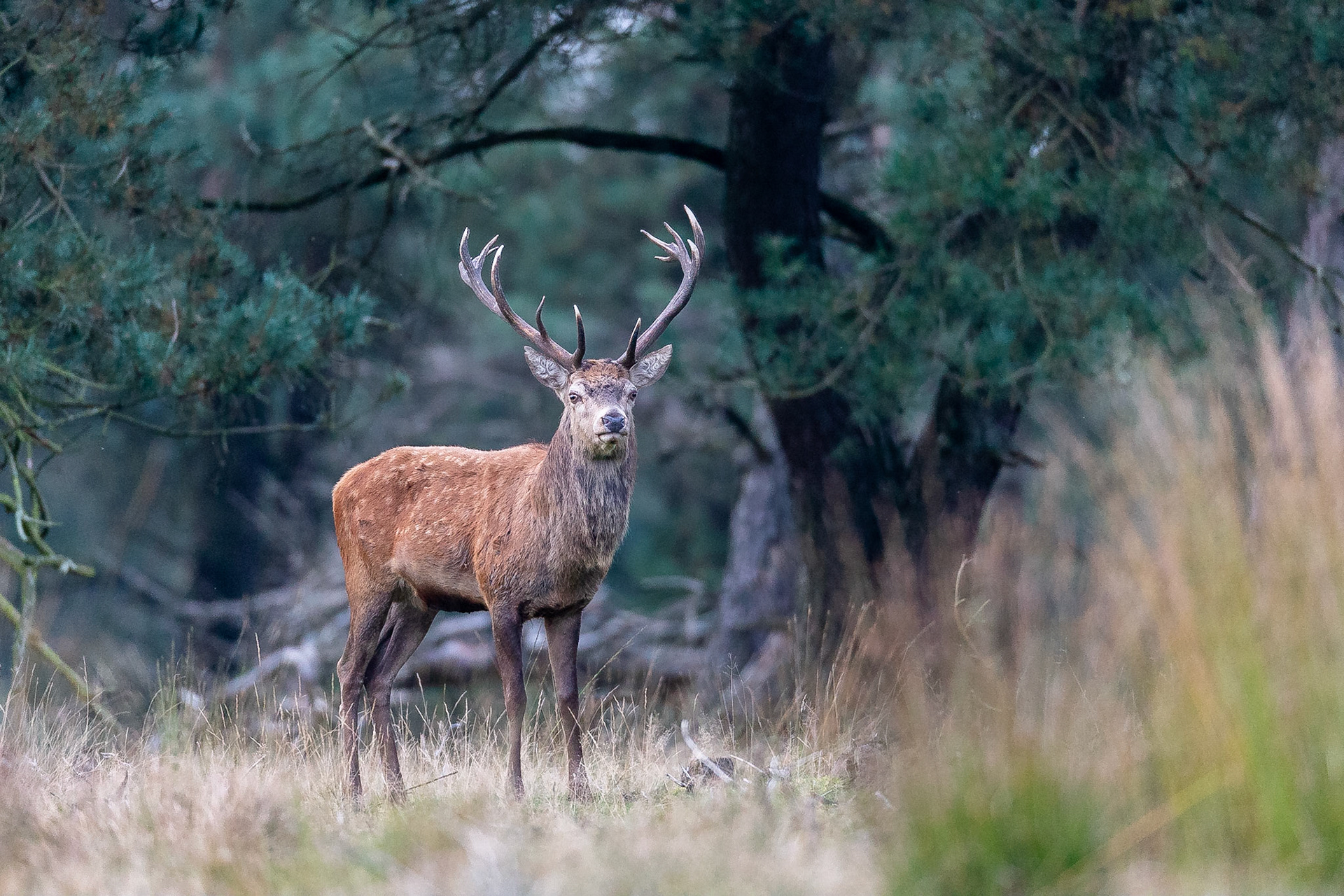 Koen Frantzen | Nature Photography - Edelhert / Red Deer (Cervus elaphus)