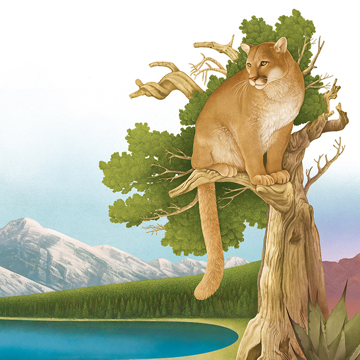 Cougar - North America