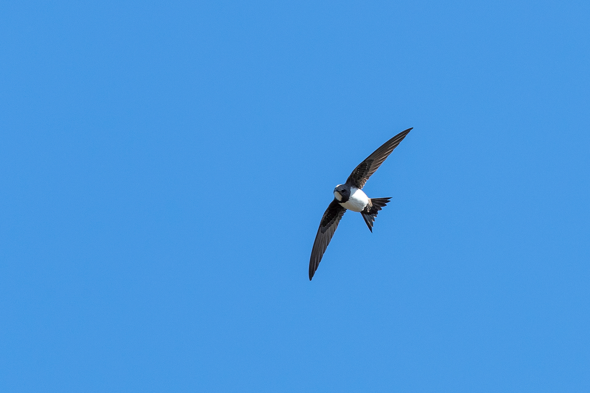 Alpine Swift