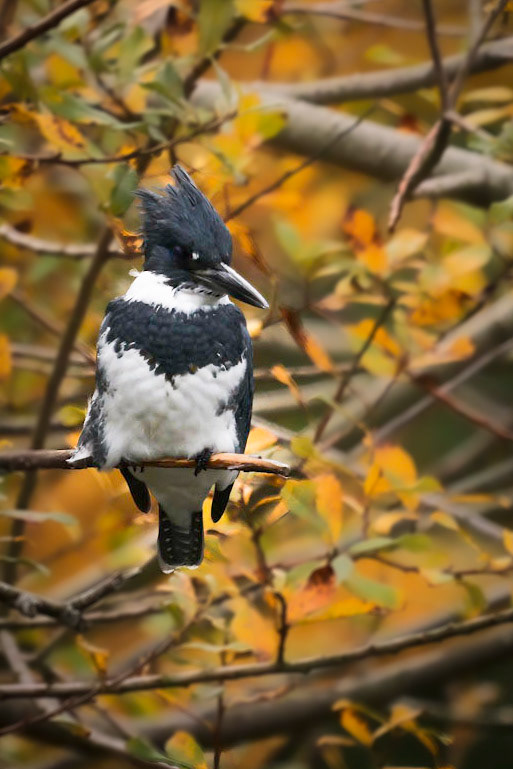 Belted Kingfisher