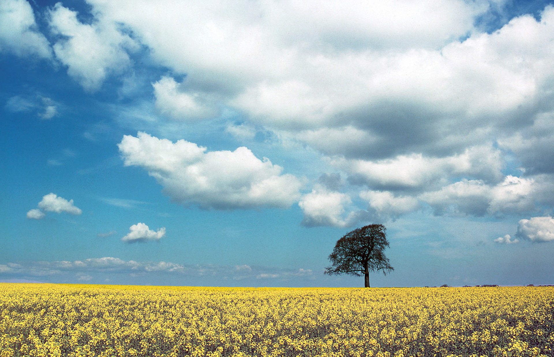 LONE TREE NEAR CALCOT. x2. An original photograph by Chris Rose. Image size: 29cm x 39cm. For Sale: £18