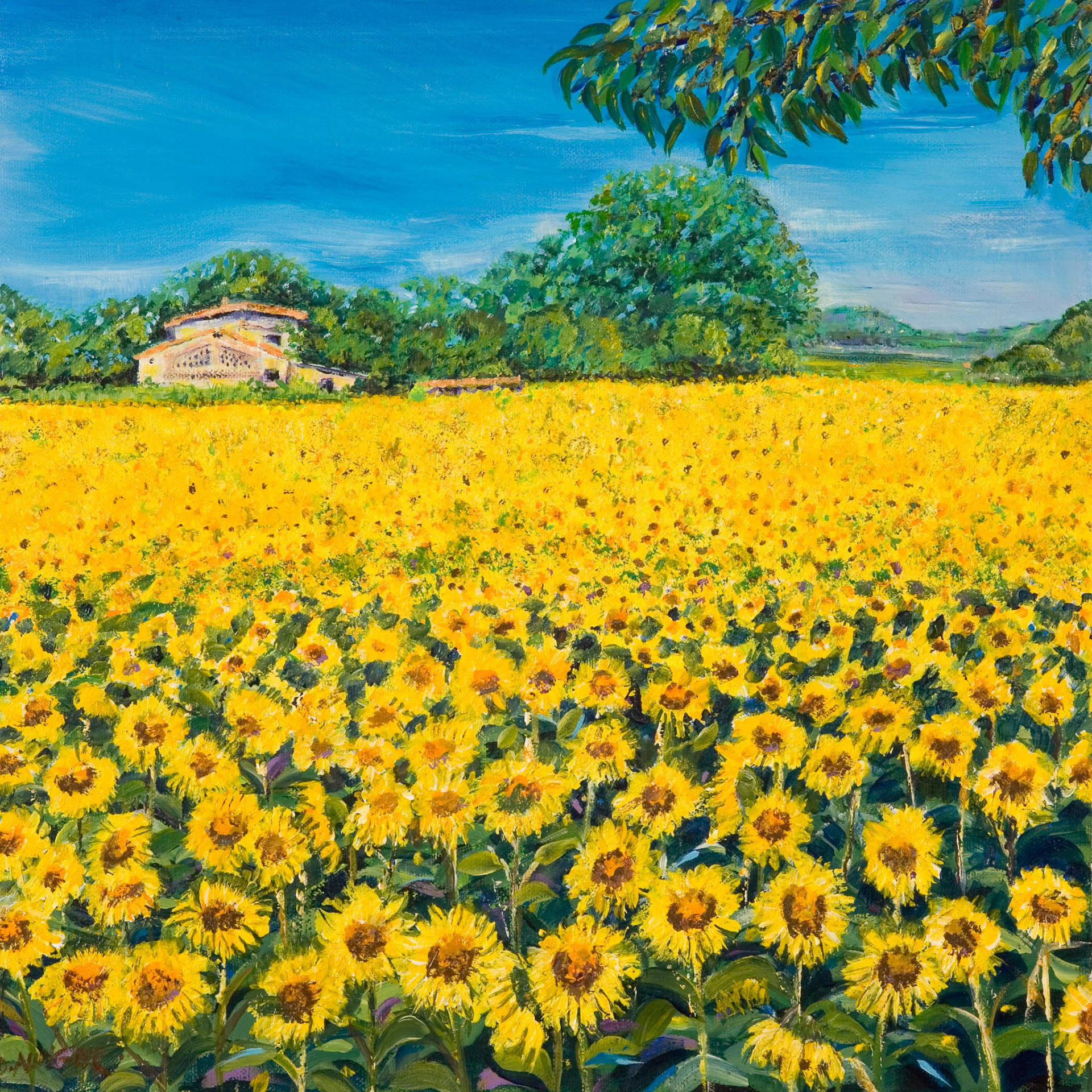 CEZAN SUNFLOWERS. From an original painting by Diana Aungier-Rose. Print size: 30cm x 30cm. For Sale: £15