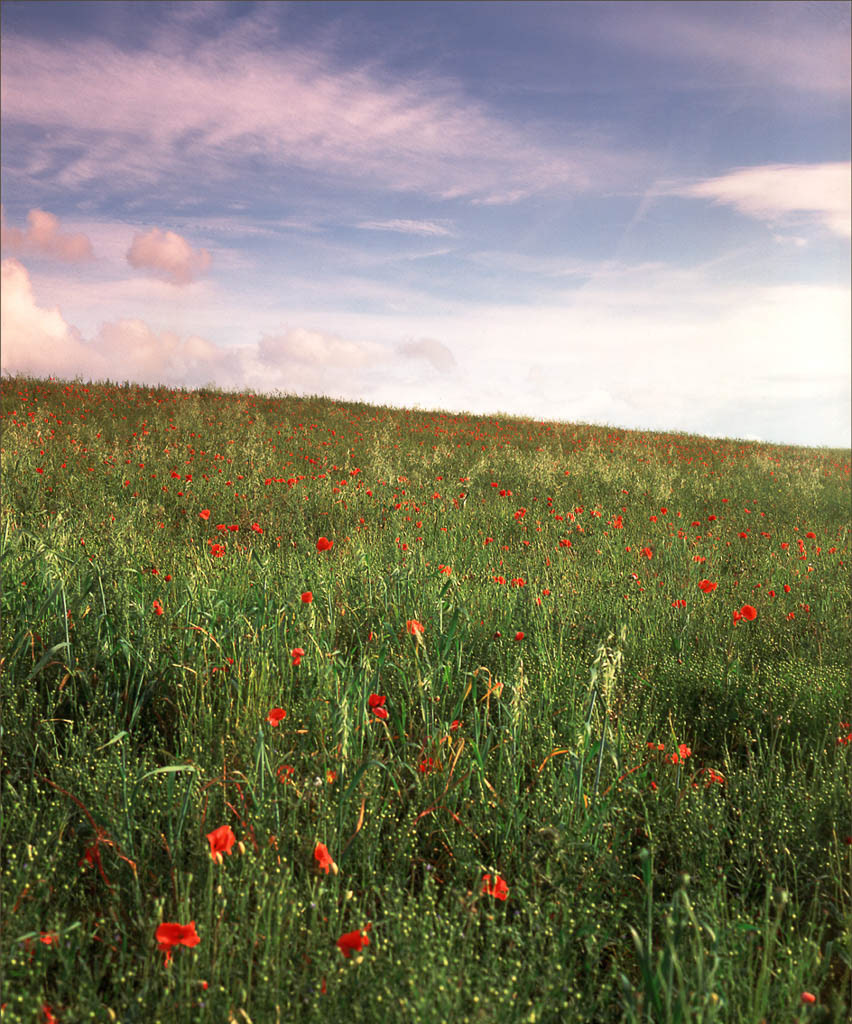 HILLSIDE POPPY FIELD. An original photograph by Chris Rose. Image size: 36cm x 30cm. For Sale: £18