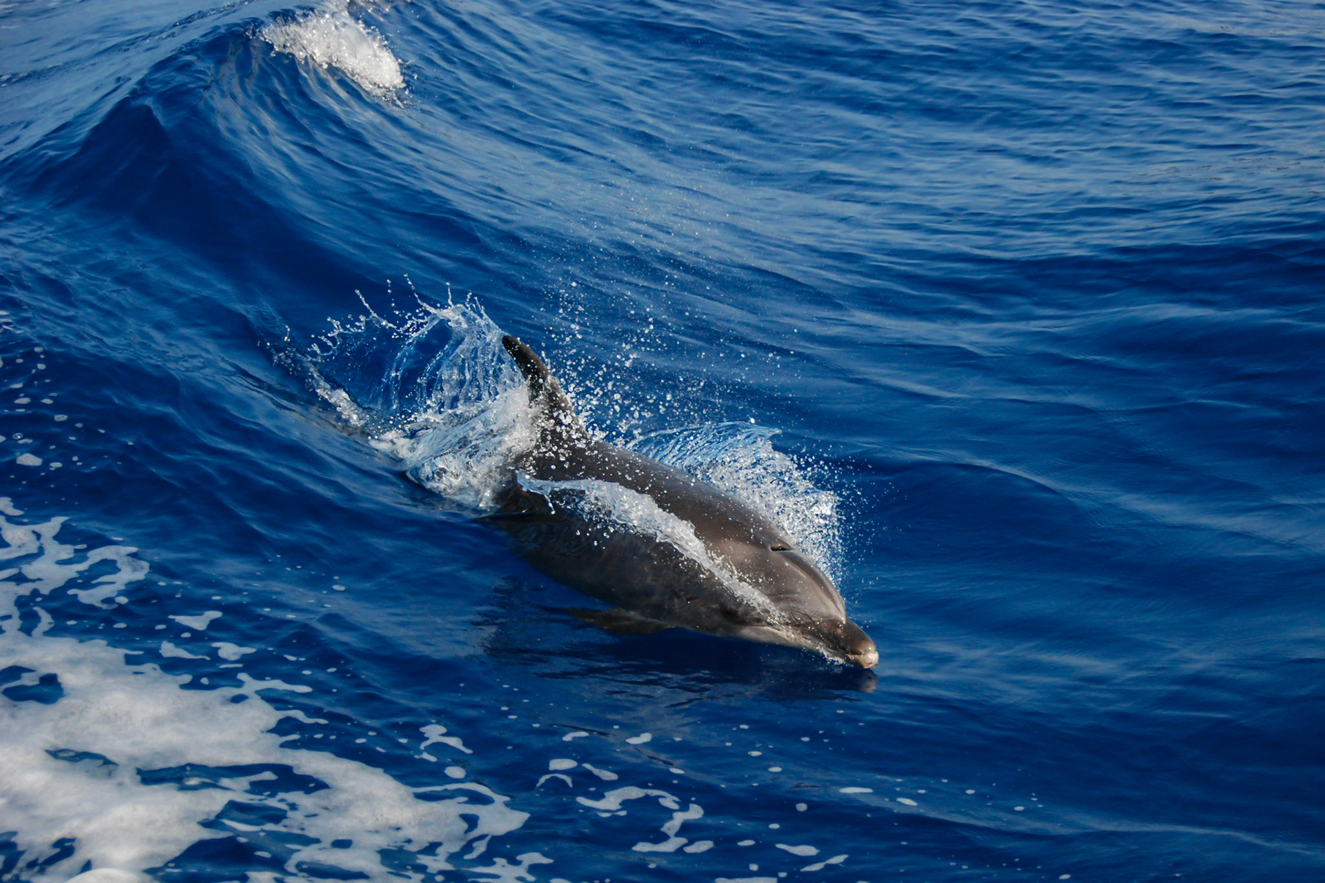 Bottlenose Dolphin Surfing with a Splash