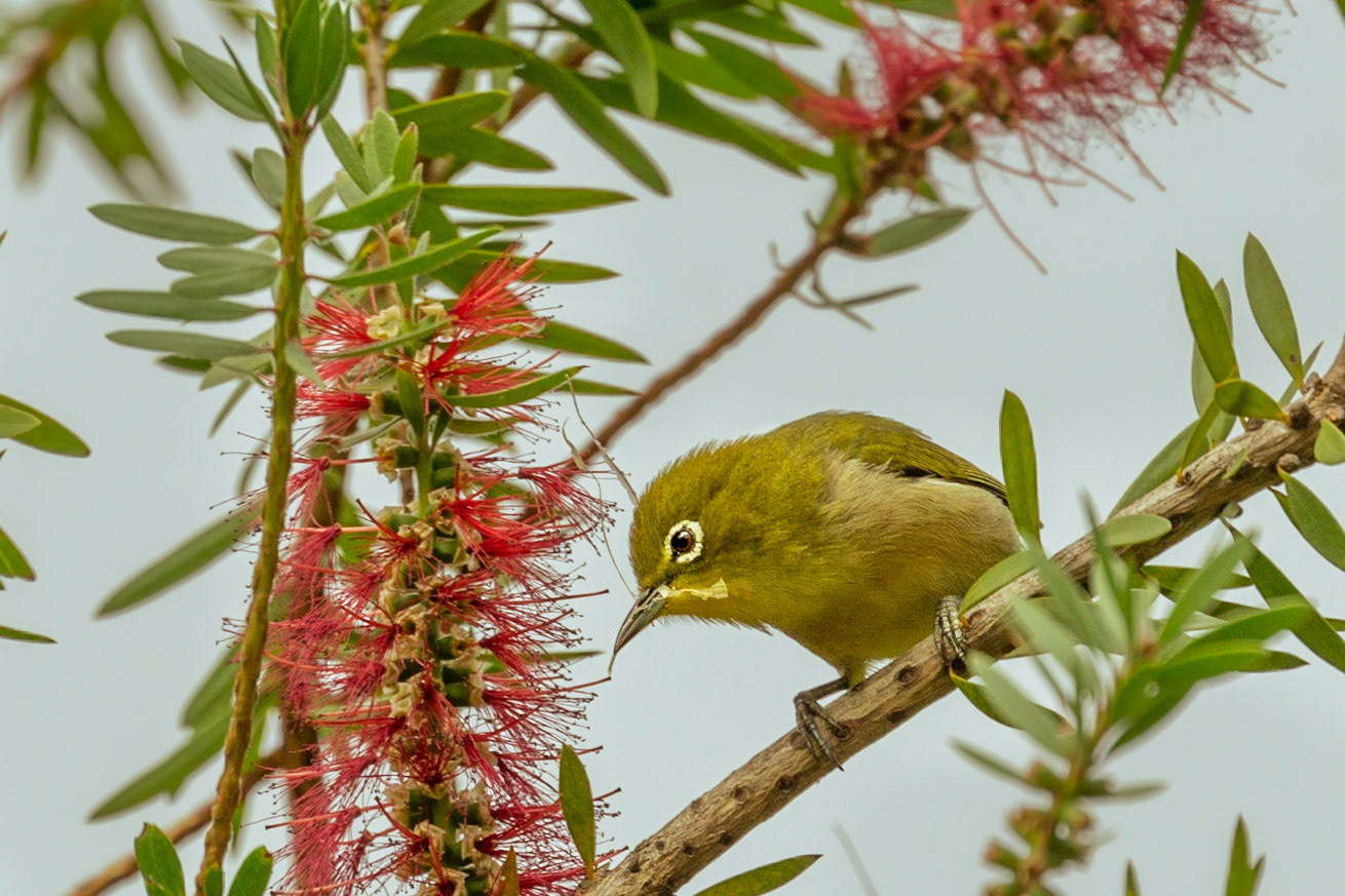 Japanese White-eye Bird Peering Down from a Bottlebrush Tree