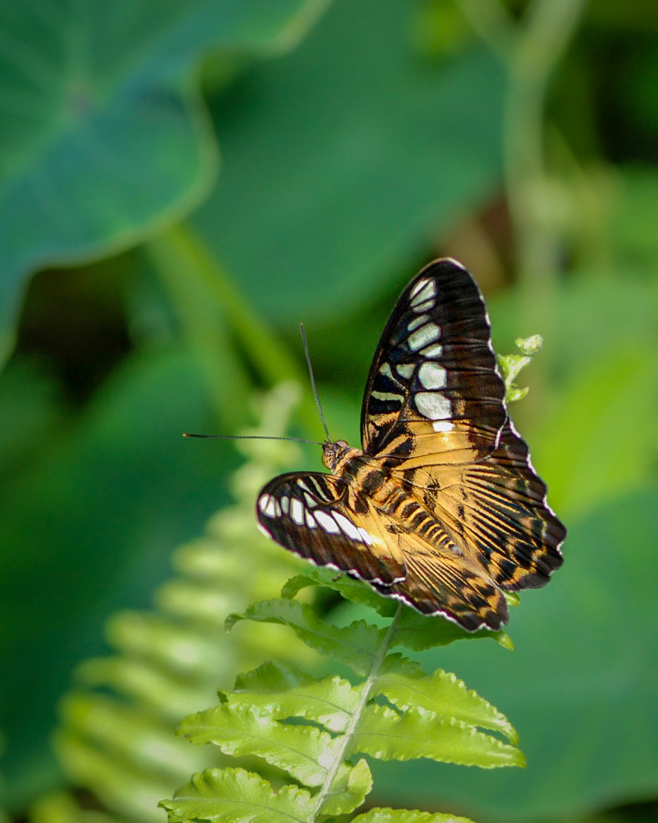 Brown Clipper Butterfly on Fern Leaf
