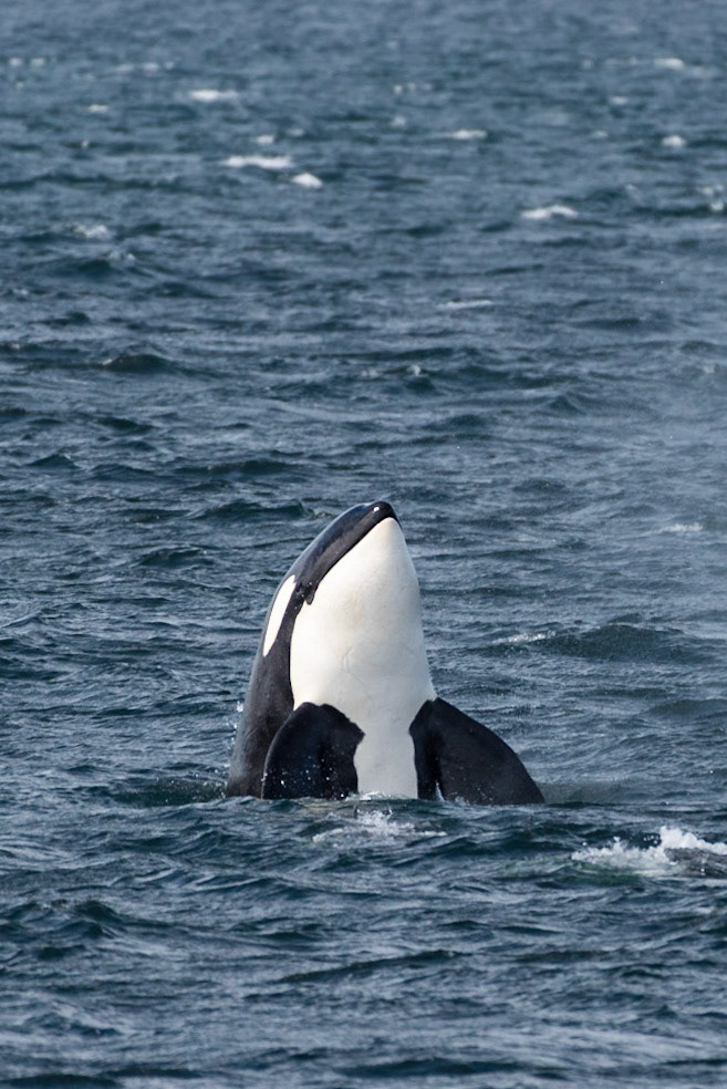 Spyhopper Orca