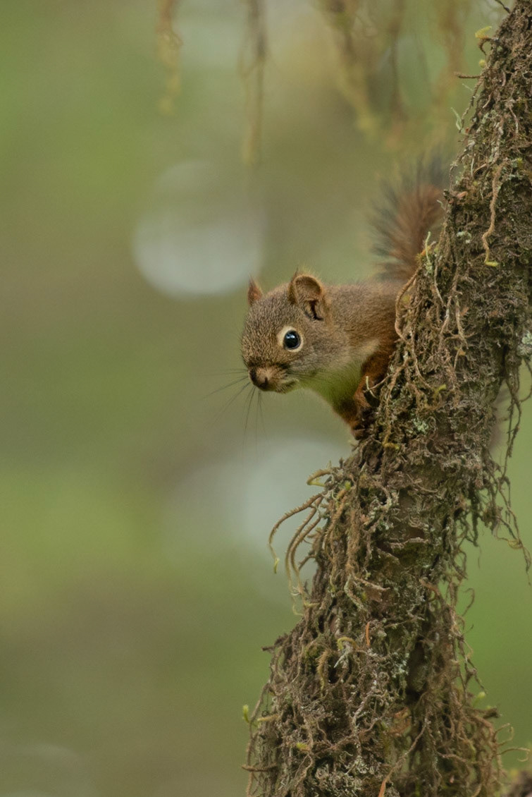 Red Squirrel Peeks out from Mossy Tree