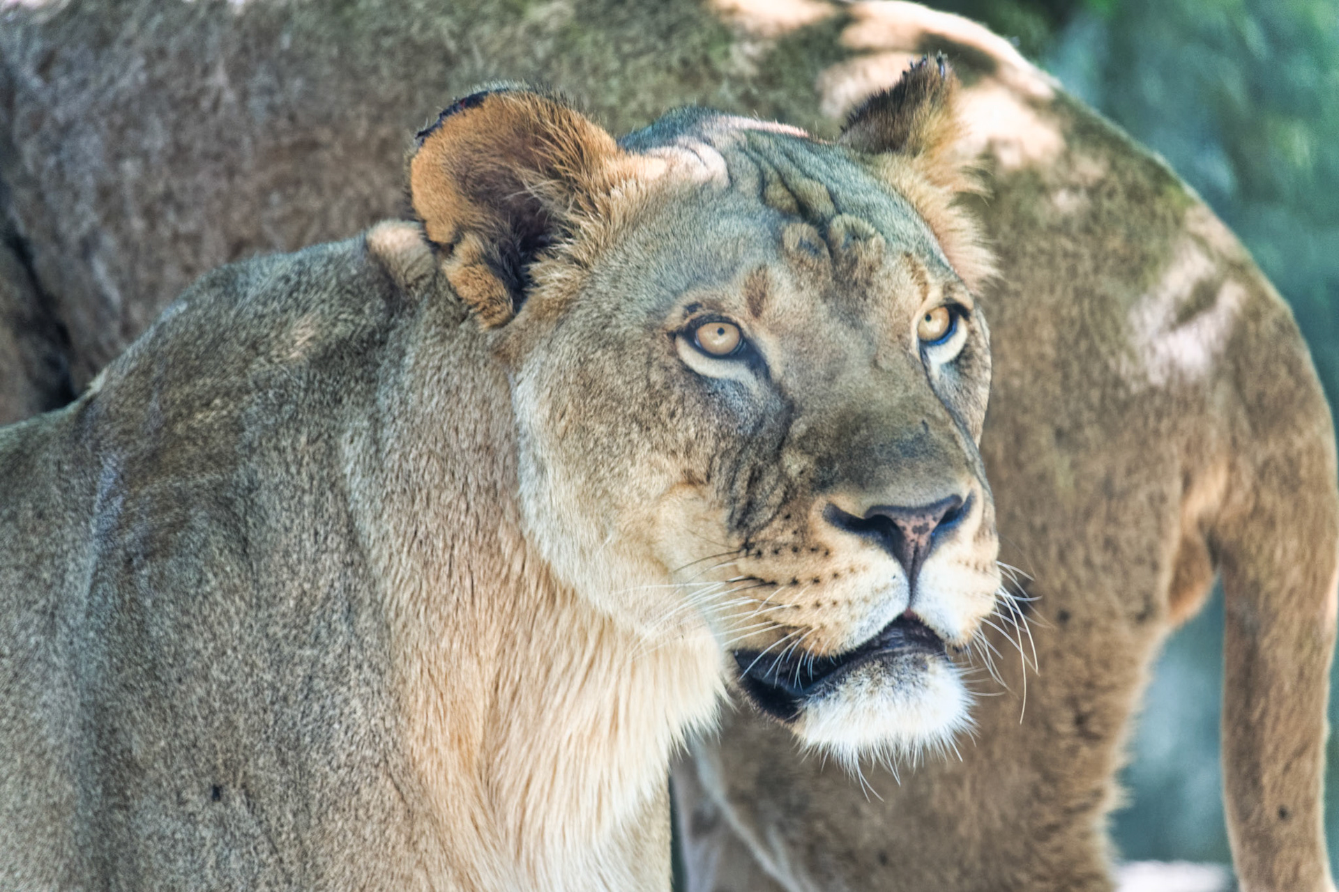 IN Zoo 00178