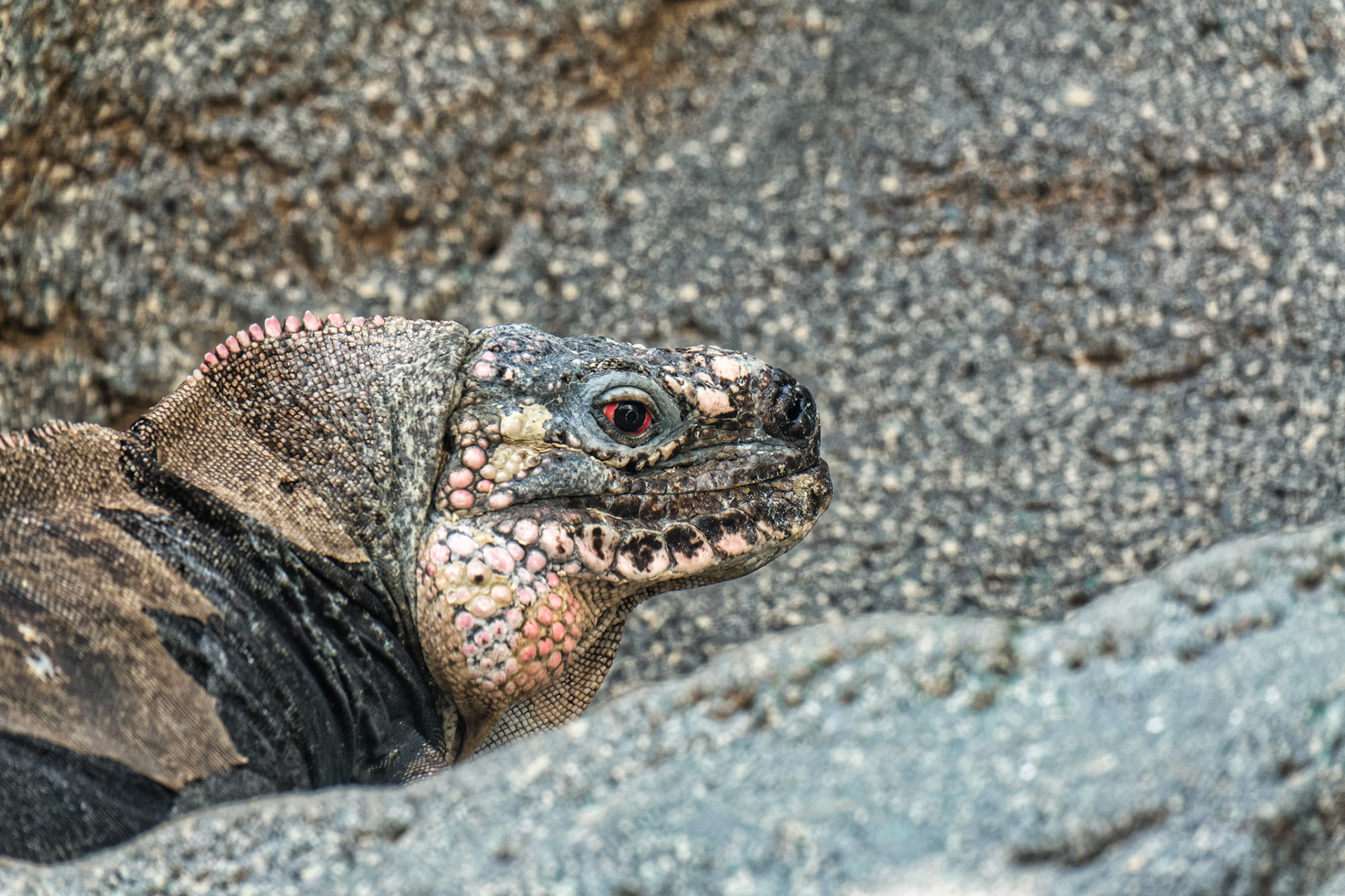 IL Shedd Aquarium 00011