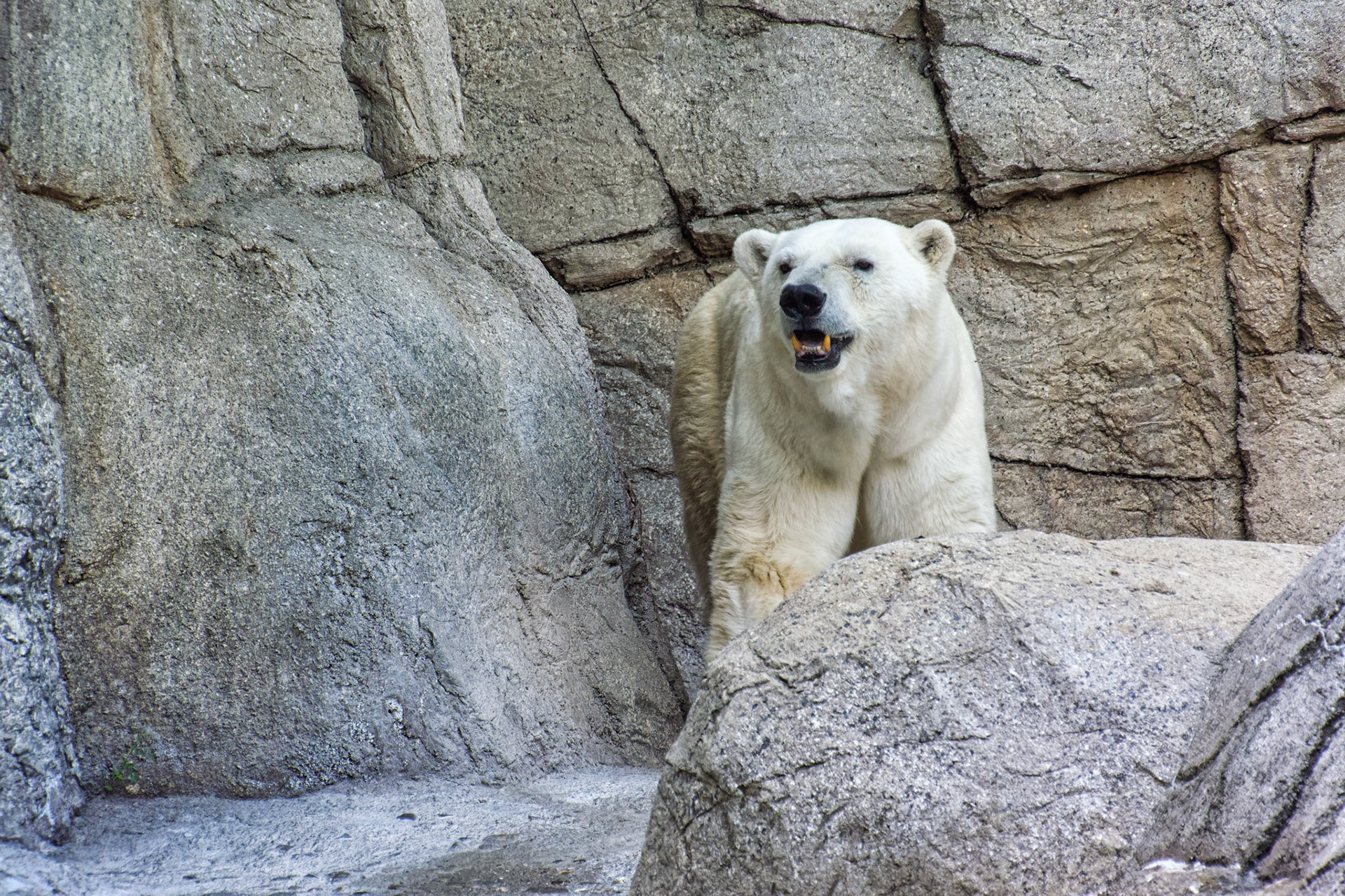 IN Zoo 00011