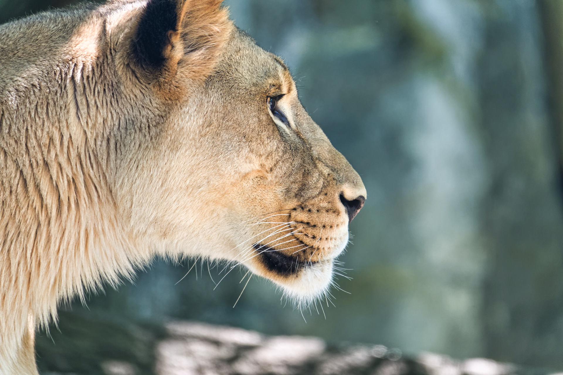 IN Zoo 00176