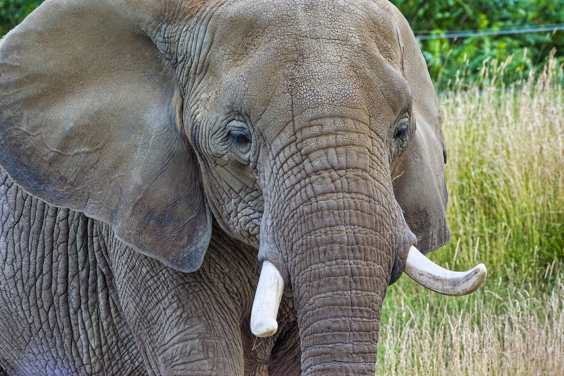 IN Zoo 00081