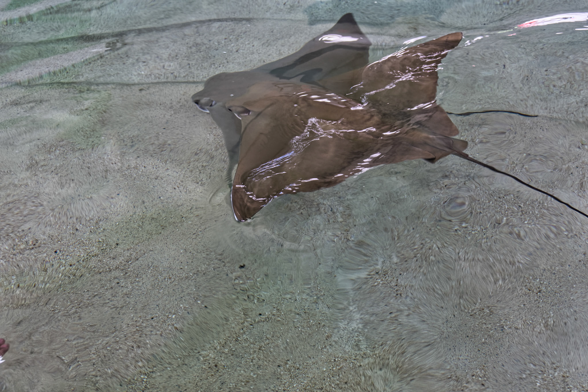 IL Shedd Aquarium 00024