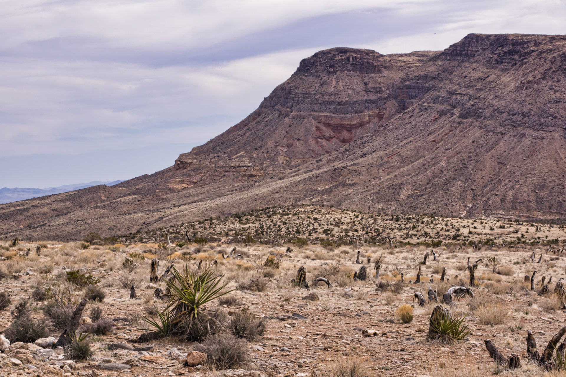 NV Desert 00196