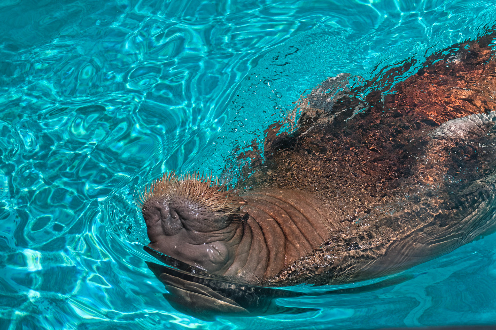 IN Zoo 00133